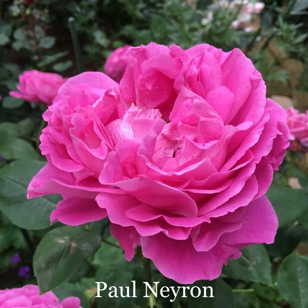 Paul Neyron Rose