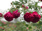 Autumn Rouge
