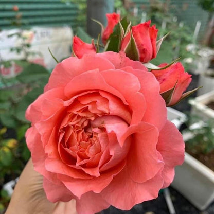 Corail Gelee