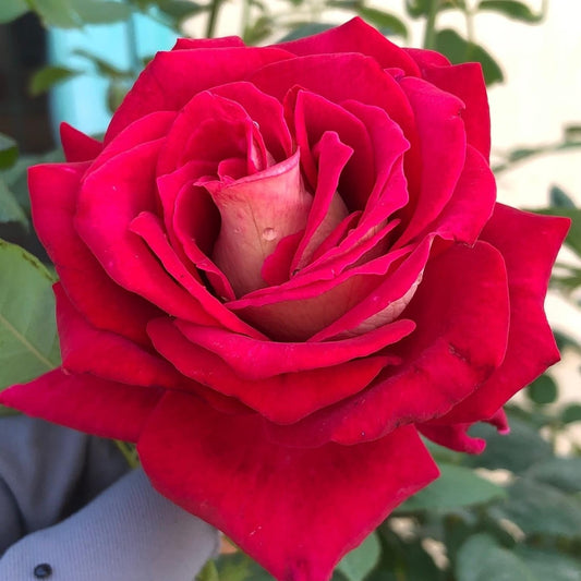 Yves Maiden Heart/ Yves L'esprit de fille - Heart Shrub Rose Plant – SG Rose  Corner