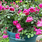 Ventilo Rose