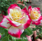 Air-layering Rooted Rose