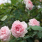 Rare ID- Hume’s Blush Tea-Scented China Rose ( Dao Co)