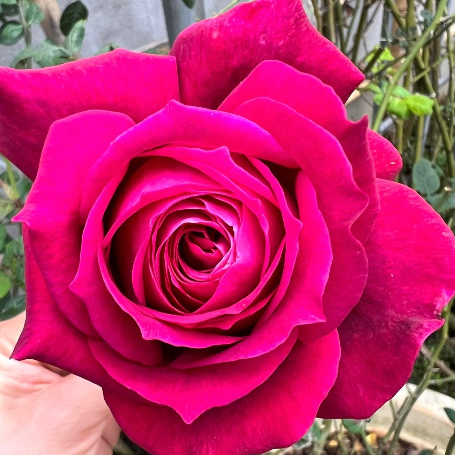 Easy Roses To Grow In Singapore Collection 2