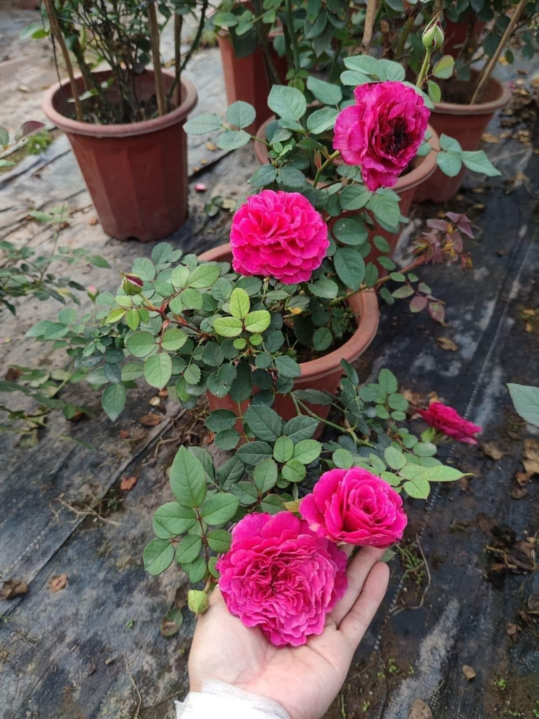 Ventilo Rose