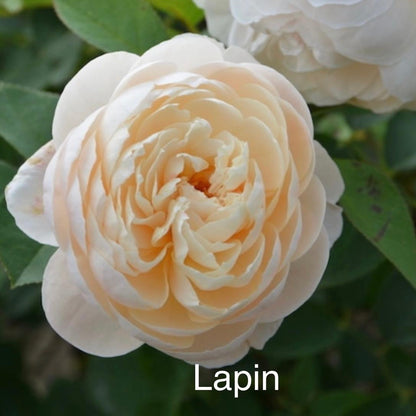 Lapin