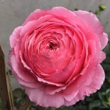 Lady Heirloom Rose: Timeless Beauty with Stunning Pink Blooms and Moderate Fragrance