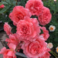 Corail Gelee