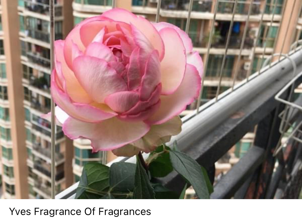 Yves Fragrance of Fragrances