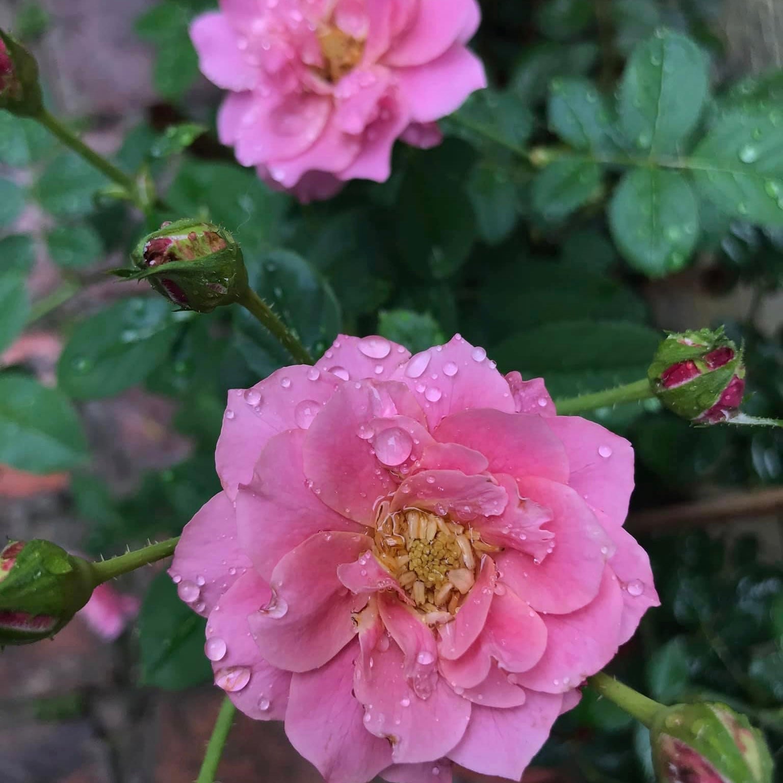 Rose plants for sale in Singapore SG Rose Corner