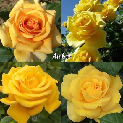 Amber