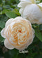 Air-layering Rooted Rose