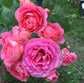 Enchanting Elegance: Amandine Chanel Climbing Rose